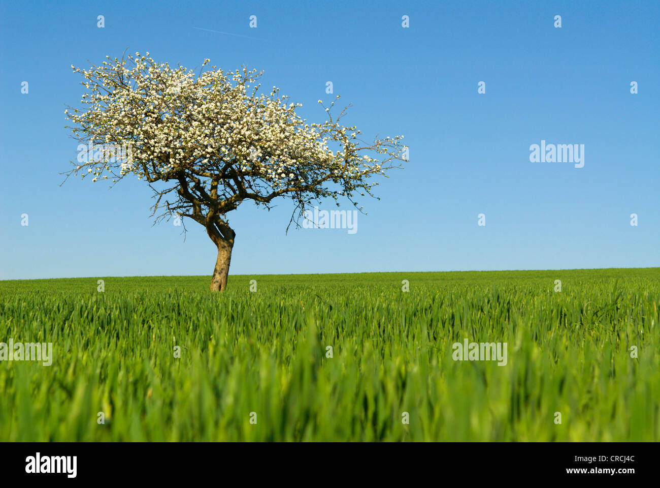 Apfelbaum Gala Im Topf - 80-100 Cm, Terrassenobst Mit Dünger - Malus Domestica