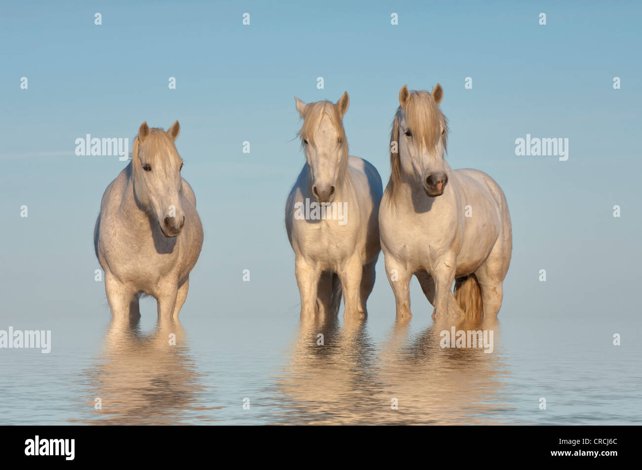 Camargue-Pferde im Wasser, geleitet von Bouches du Rhône, Frankreich Stockfoto
