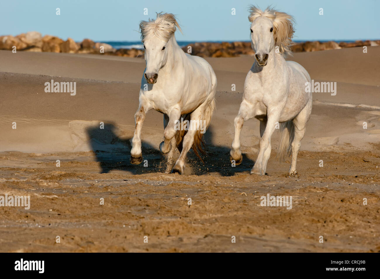 Camargue-Pferde laufen am Strand Bouches du Rhône, Frankreich Stockfoto