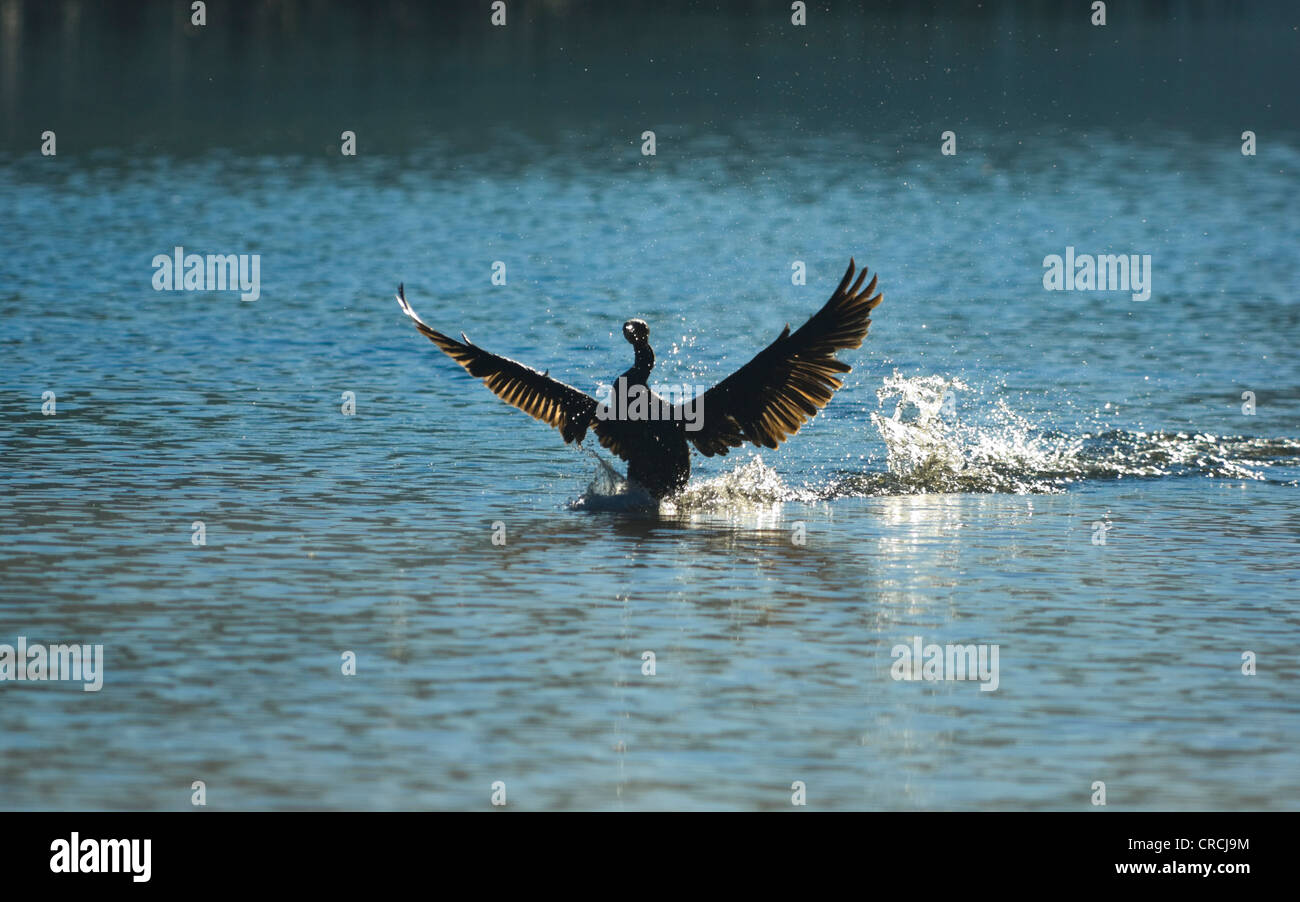 Kleine schwarze Kormoran (Phalacrocorax Sulcirostris) Stockfoto