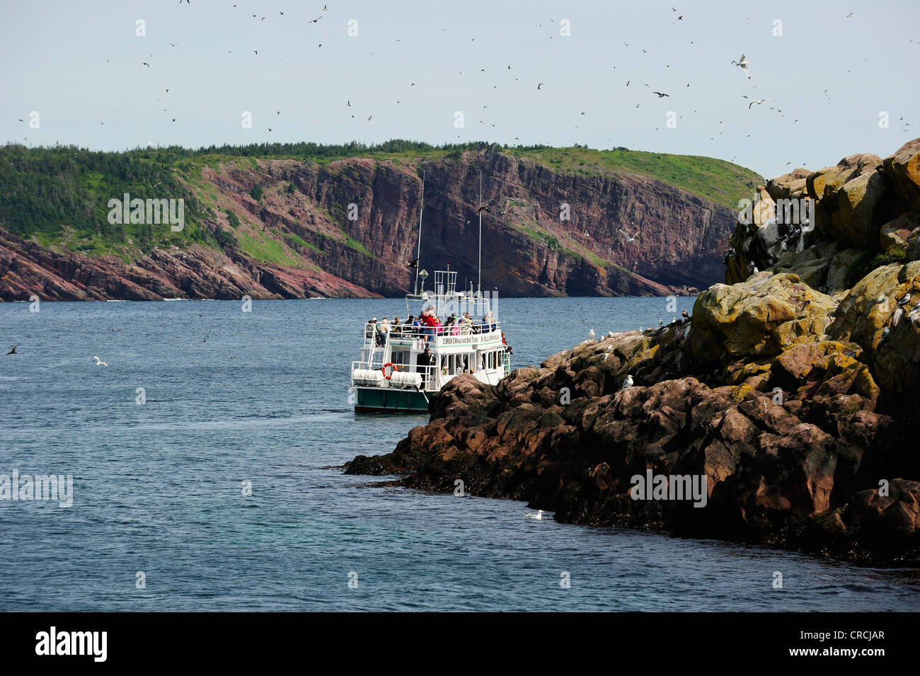 Vogel und Whale watching Boot, Witless Bay, Neufundland, Kanada, Nordamerika Stockfoto