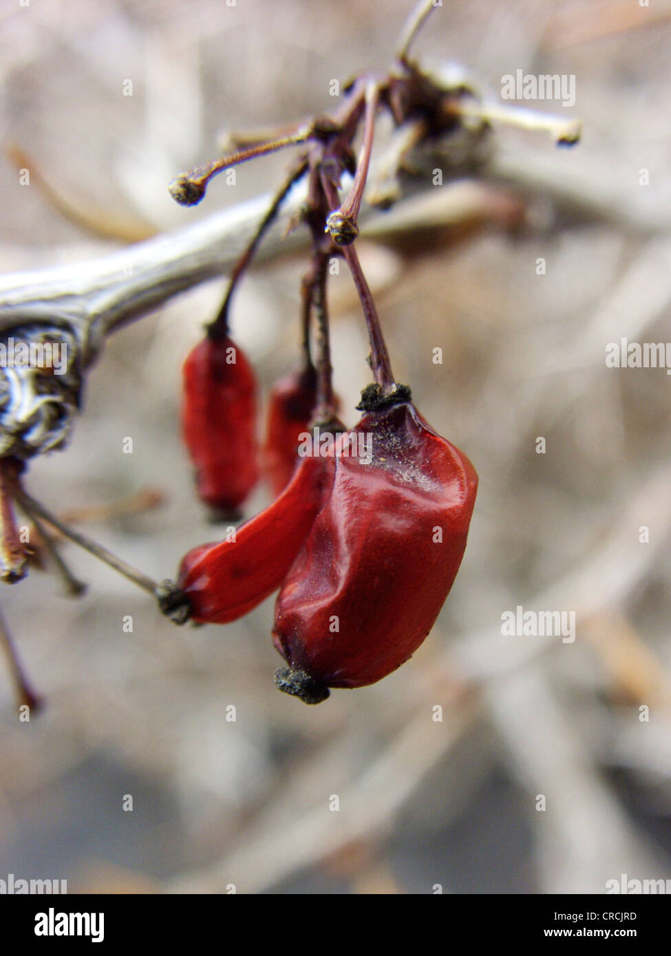 Ätna-Berberitze (Berberis Aetnensis), Zweig mit Früchten im Winter, Italien, Sizilien Stockfoto