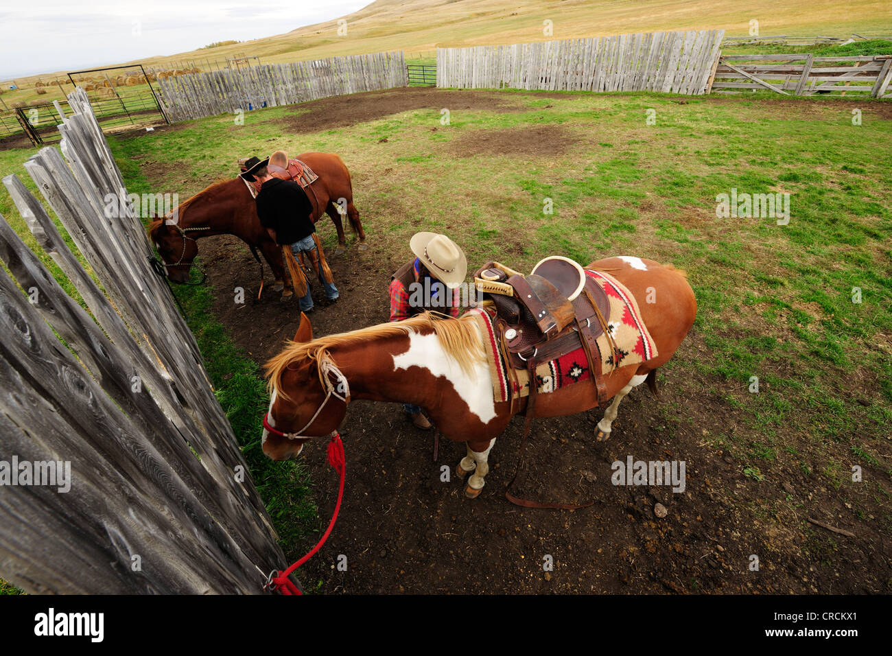 Cowboy und Cowgirl satteln ihre Pferde, Saskatchewan, Kanada, Nordamerika Stockfoto