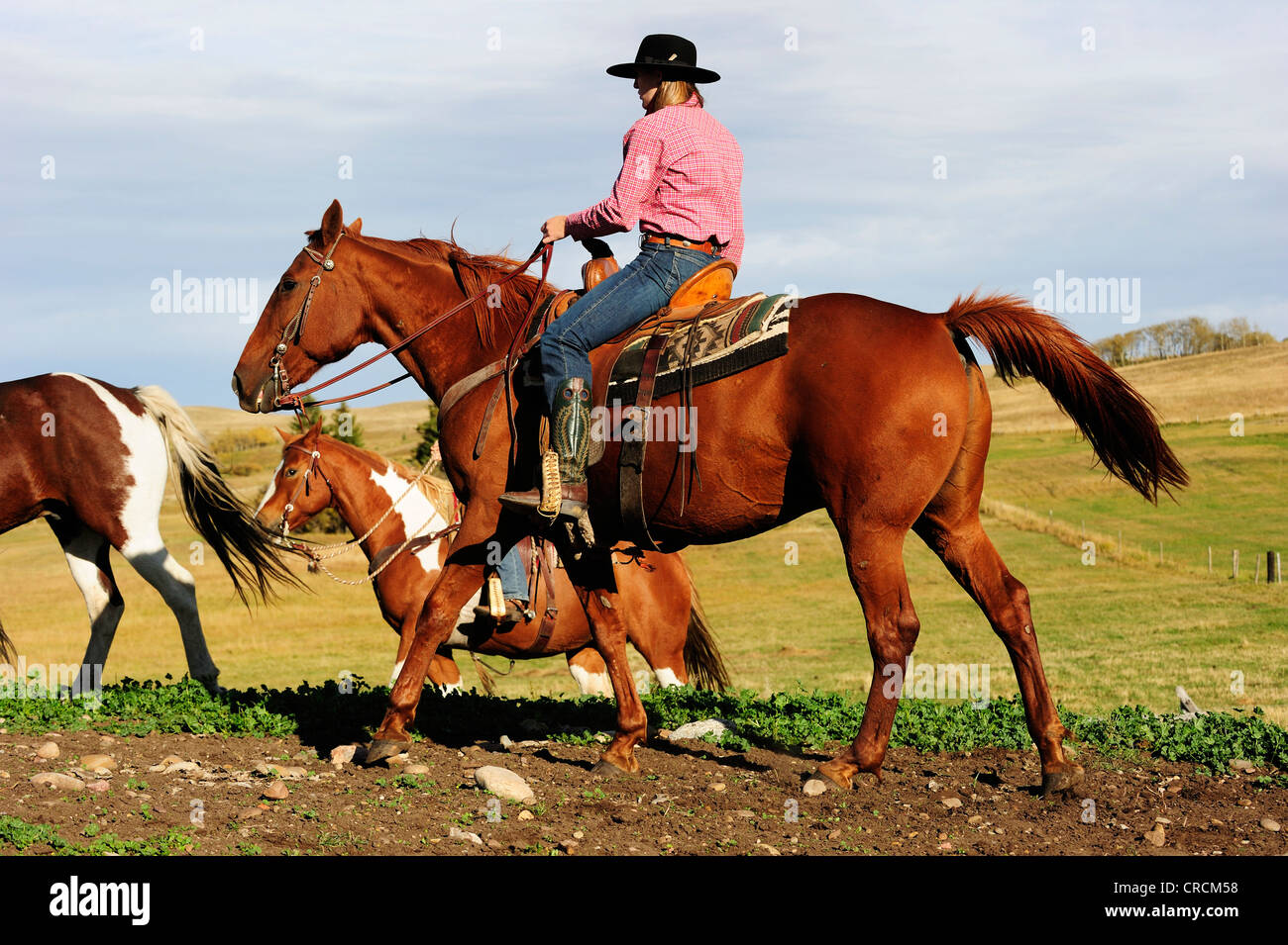Cowgirl Fahrpferde quer durch die Prärie, Saskatchewan, Kanada Stockfoto