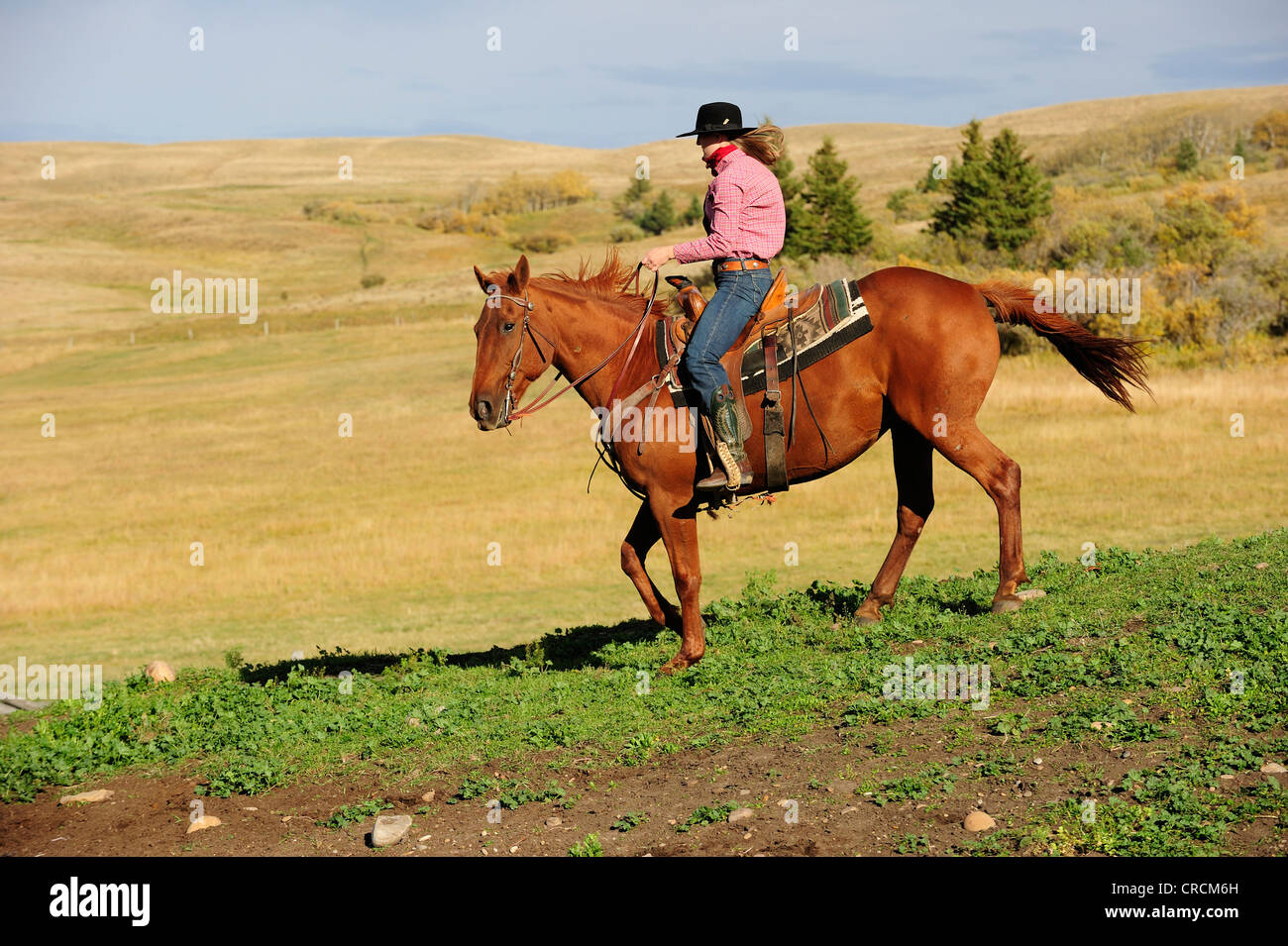 Cowgirl Reiten quer durch die Prärie, Saskatchewan, Kanada Stockfoto