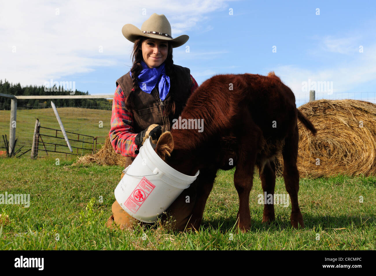 Cowgirl Fütterung ein Kalb Milch, Saskatchewan, Kanada Stockfoto