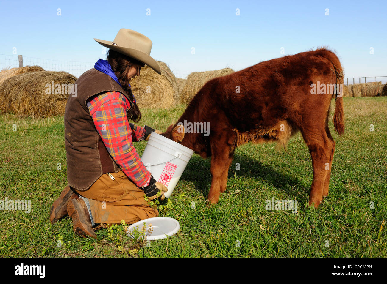 Cowgirl Fütterung ein Kalb Milch, Saskatchewan, Kanada Stockfoto