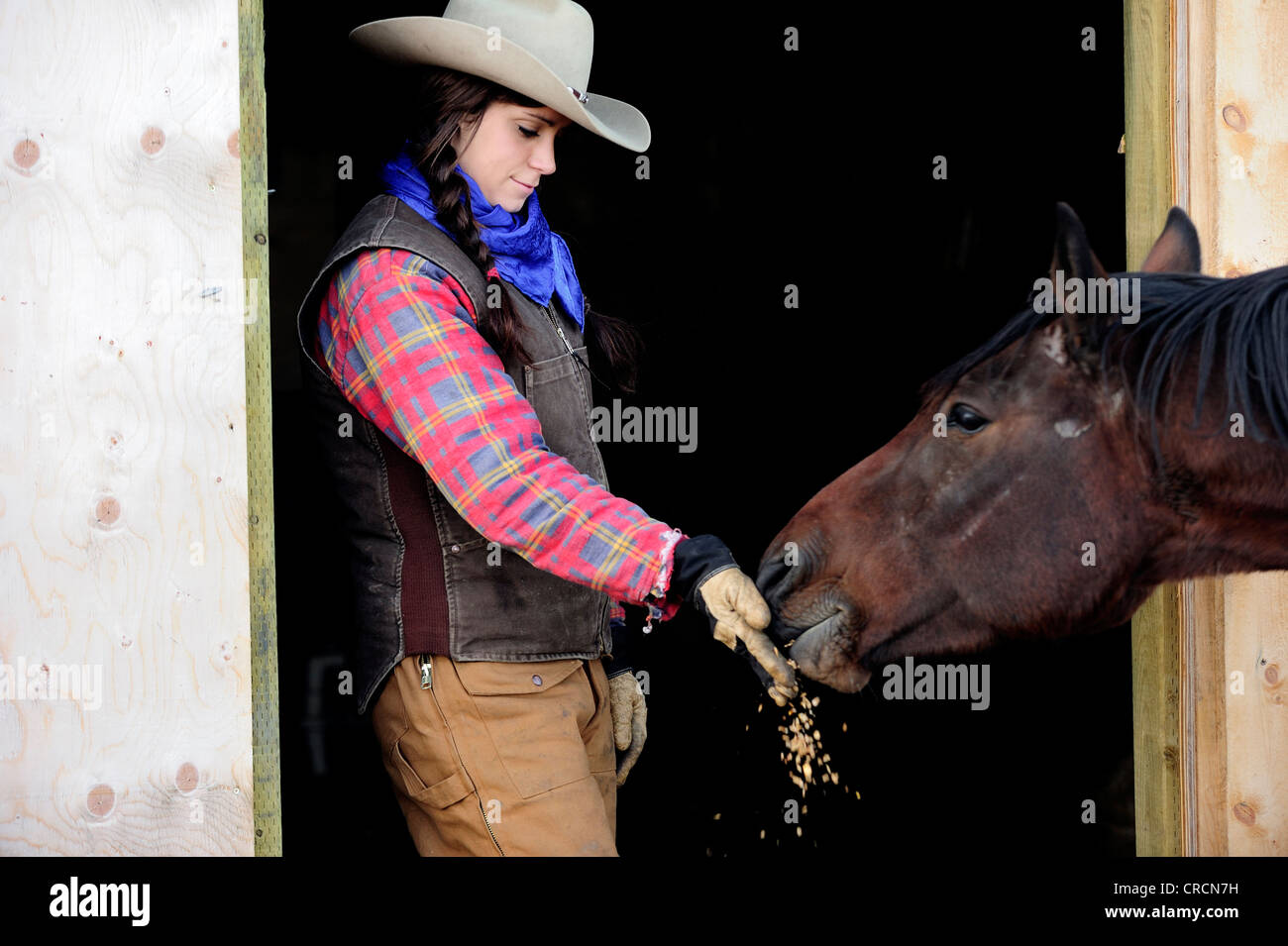 Cowgirl Fütterung von Hafer, ein Pferd, Saskatchewan, Kanada, Nordamerika Stockfoto