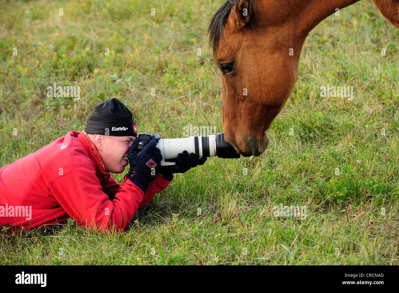 Das Objektiv der Kamera eines Fotografen schnüffeln Pferd Stockfoto
