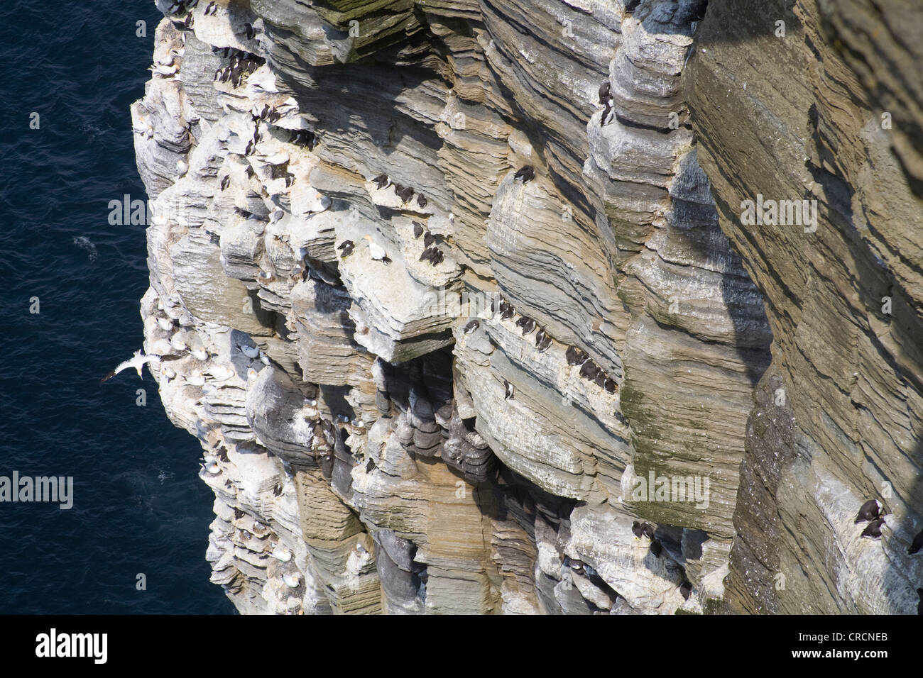 Westray Orkney Insel kann steile Felsklippen Noupe Kopf RSPB Reserve beliebter Treffpunkt der Seevögel nisten Stockfoto