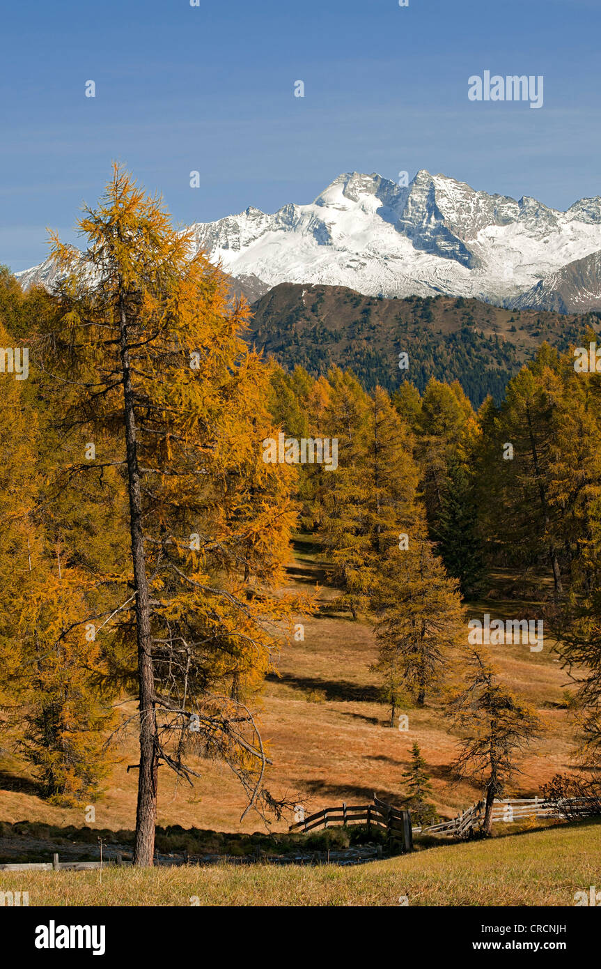 Laerchenwiesen Lärchenwiesen, vor dem Olperer, Vinaders und Obernberg Berge, Tirol, Austria, Europe Stockfoto