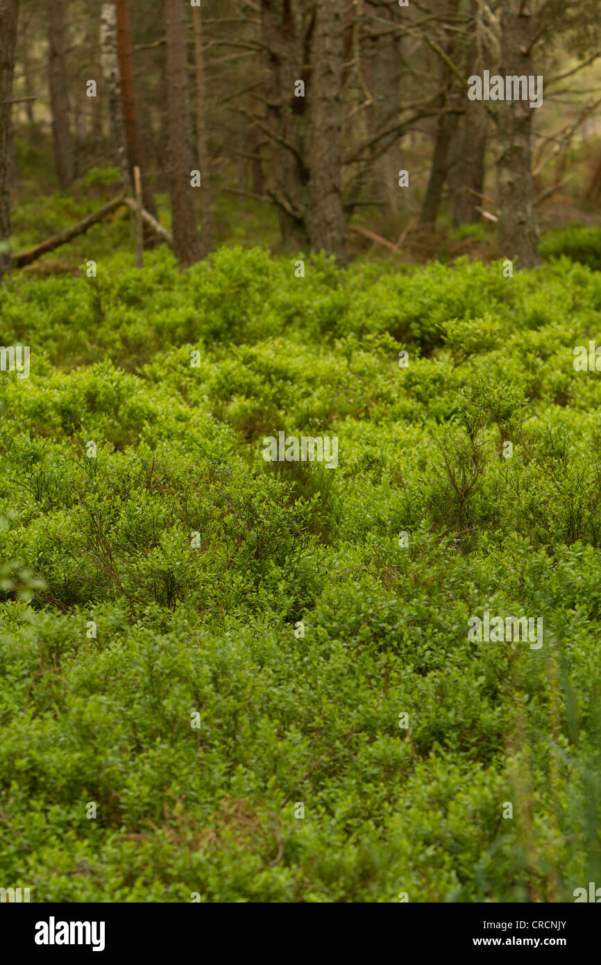 Caledonian Waldboden mit Heidekraut, Abernethy Wald Cairngorms, Schottland Stockfoto
