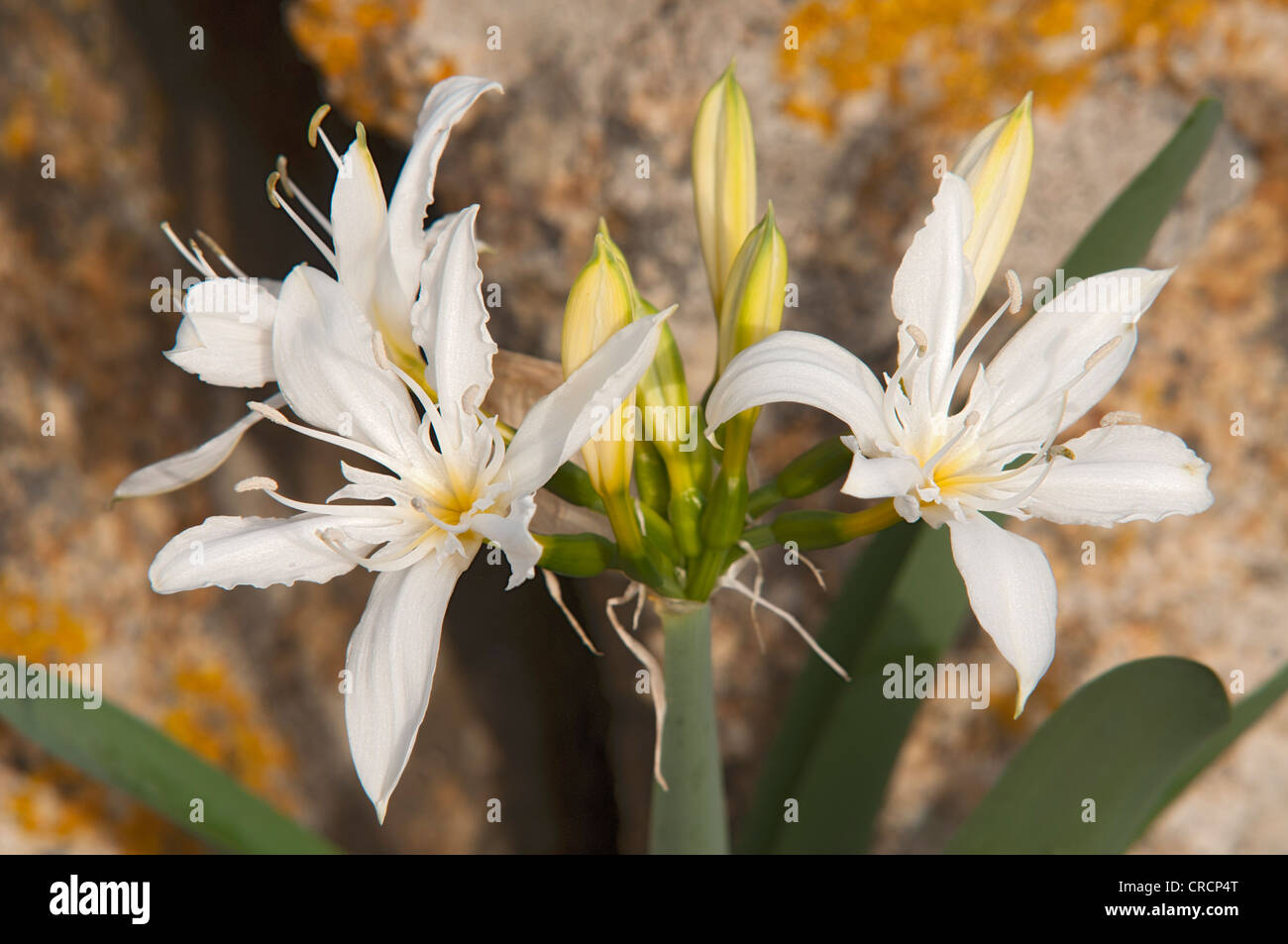 Illyrian Meer Lilie (Pancratium Illyricum), Sardinien, Italien, Europa Stockfoto