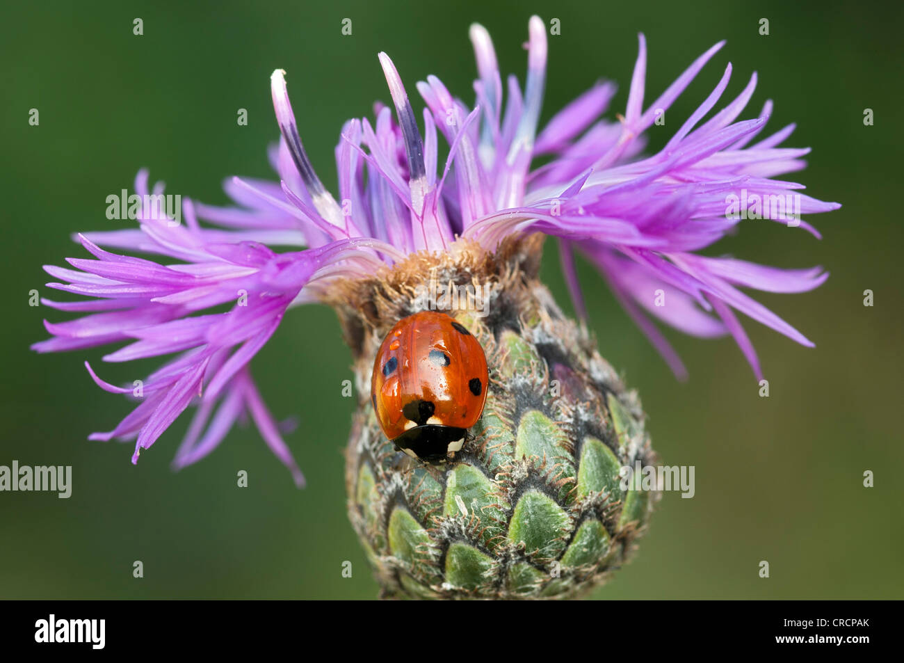 Sieben-Punkt-Marienkäfer (Coccinella Septempunctata) auf Brown Flockenblume oder Brownray Knapweed (Centaurea Jacea) Perchtoldsdorf Heath Stockfoto