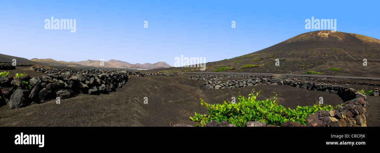 Panorama Blick auf Weinberge auf Lanzarote, Spanien. Stockfoto