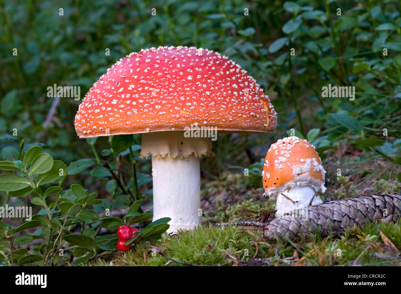 Fliegenpilz, Fly Amanita (Amanita Muscaria), Pillersattel Bergpass, Tirol, Austria, Europe Stockfoto