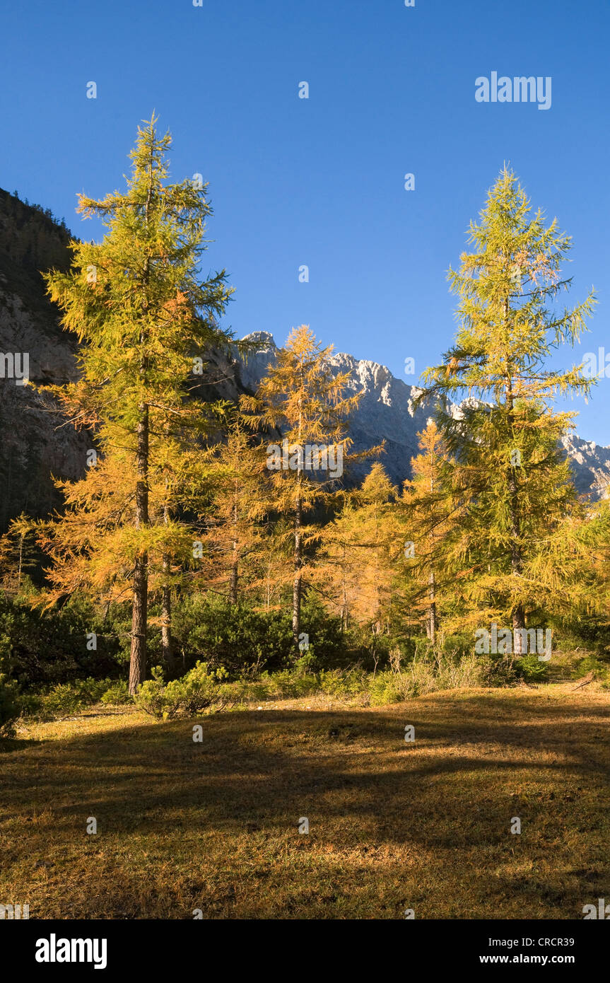Europäische Lärche (Larix Decidua), Stallenbach Tal, Karwendelgebirge, Tirol, Österreich, Europa Stockfoto