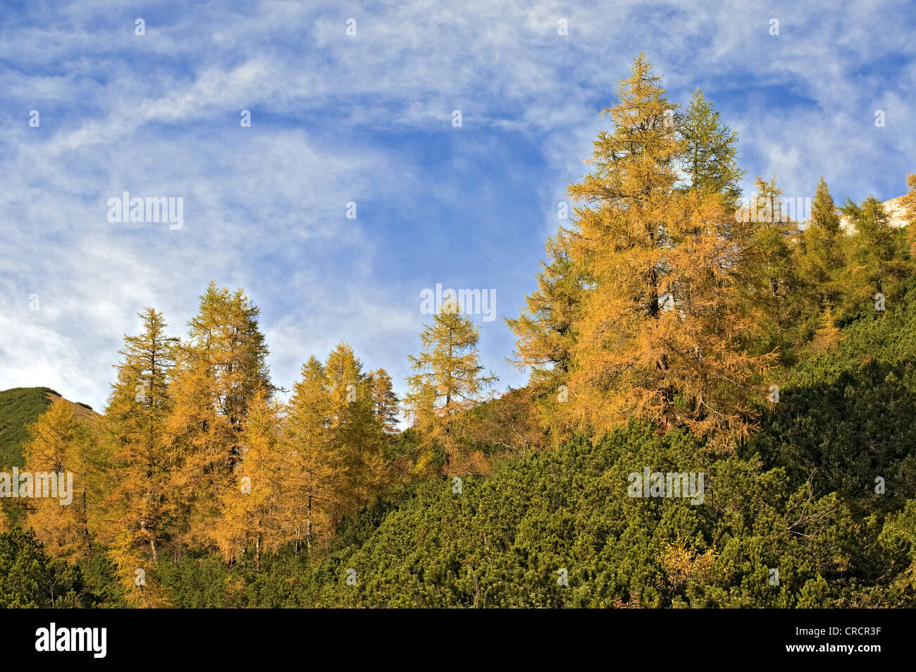 Europäische Lärche (Larix Decidua), Stallenbach Tal, Karwendelgebirge, Tirol, Österreich, Europa Stockfoto