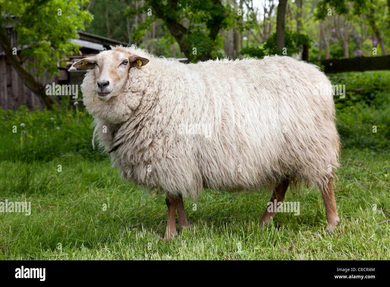 Großes Schaf, Wolle Schaf stehend auf einer grünen Wiese, Mecklenburg-Western Pomerania, Deutschland, Europa Stockfoto