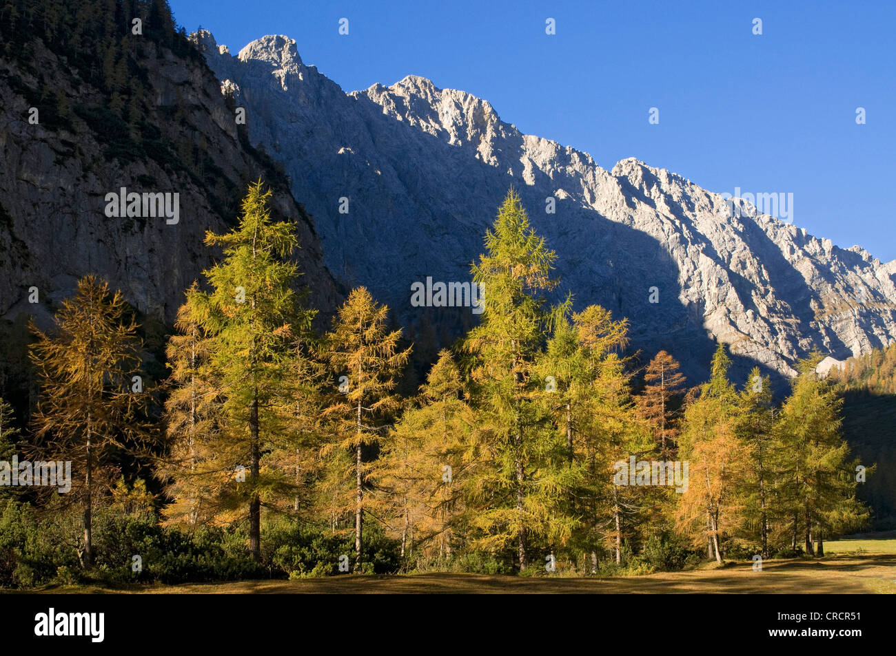 Europäische Lärche (Larix Decidua), Stallenbach Tal, Karwendelgebirge, Tirol, Österreich, Europa Stockfoto