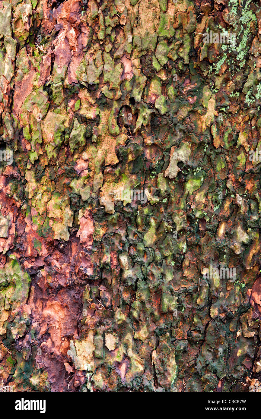 Europäische Lärche (Larix Decidua), Rinde, Schwaz, Tirol, Österreich Stockfoto