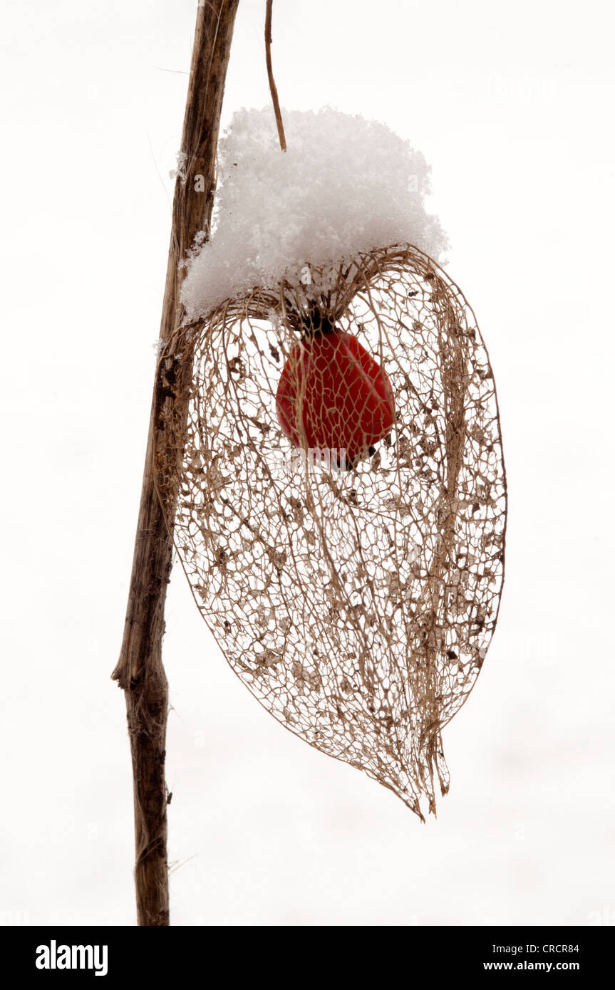 Blase Kirsch- oder chinesische Laterne (Physalis Alkekengi), Schwaz, Tirol, Österreich, Europa Stockfoto