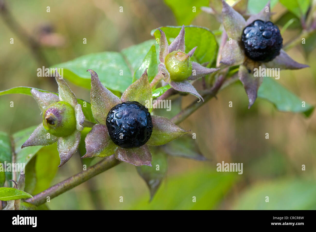 Belladonna oder des Teufels Beeren (Atropa Belladonna), Riedener See, Rieden, Lechtal, Außerfern, Tirol, Österreich, Europa Stockfoto