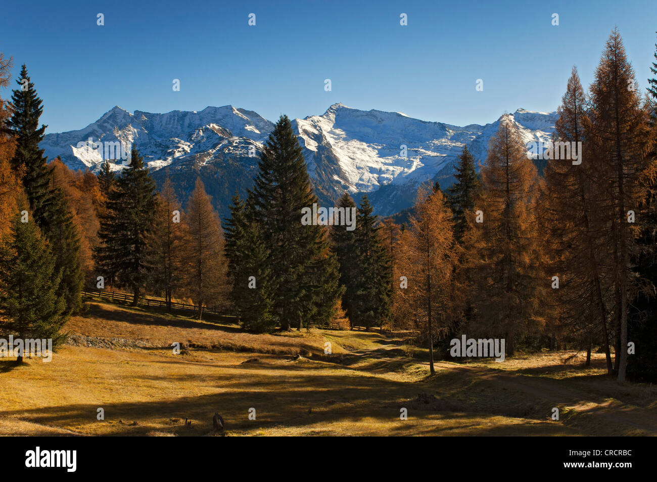 Lärchenwiesen mit Fussstein, Schrammacher, Sagwandspitze, Vinaders und Obernberg Berge im Rücken, Tirol, Österreich, Europa Stockfoto
