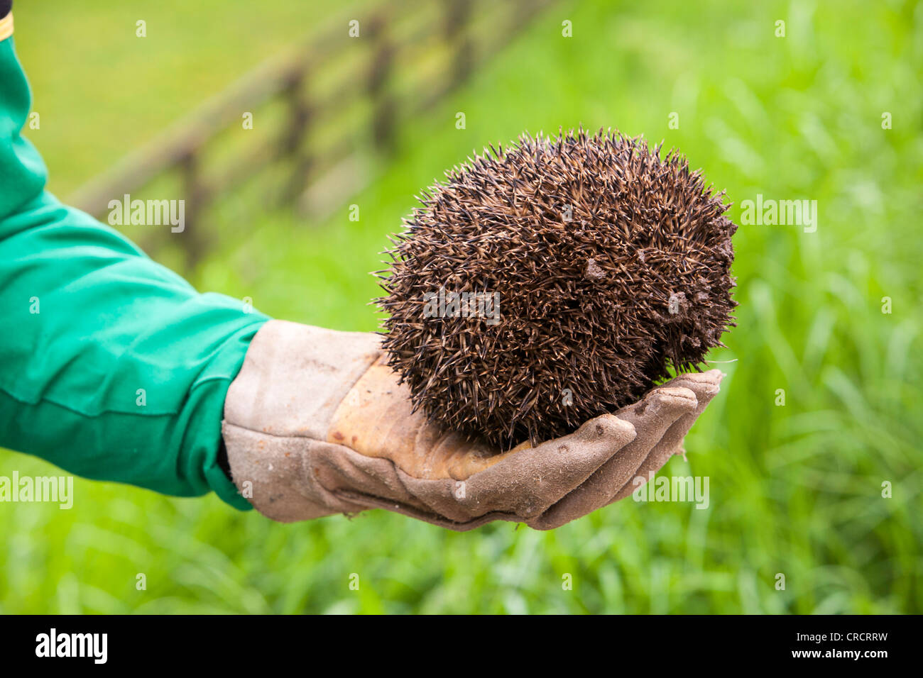 Ein Bauer rettet einen Igel aus einem Rinder-Raster auf einer Farm in der Nähe von Appleby, Cumbria, UK. Stockfoto