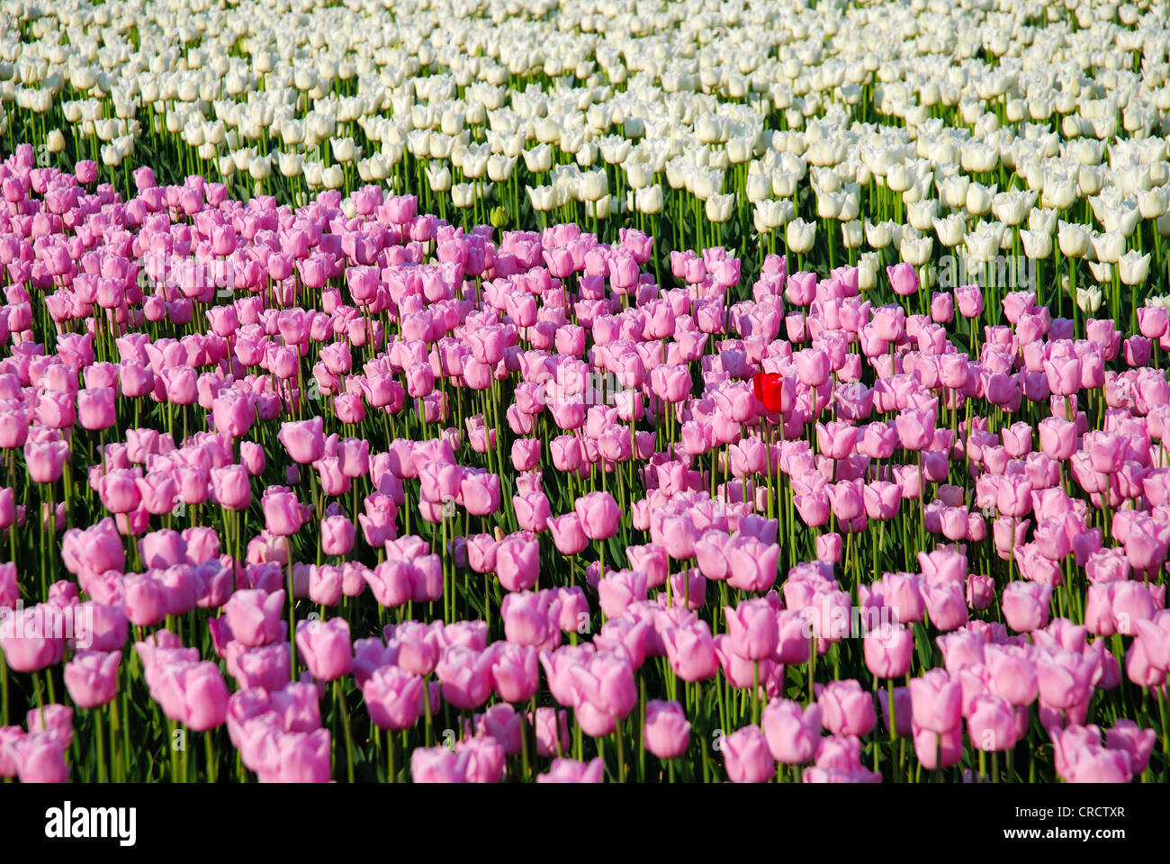 gemeinsamer Garten Tulpe (Tulipa spec.), blühende Tulpe Feld, Niederlande, Niederlande, Den Helder Stockfoto