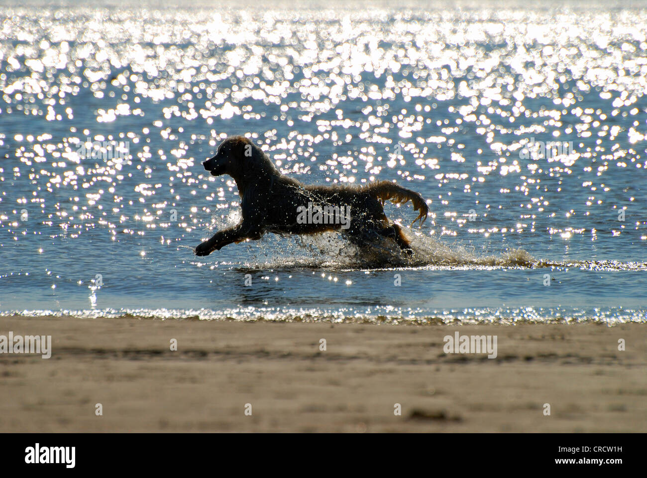 Golden Retriever (Canis Lupus F. Familiaris), springen durch das Wasser, Den Helder, Niederlande, Niederlande Stockfoto