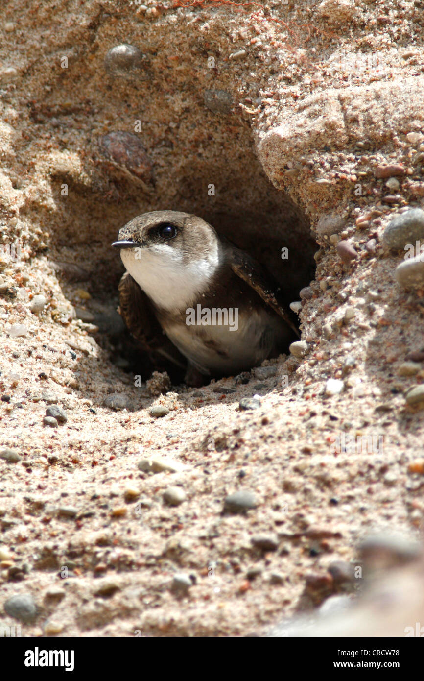 Uferschwalbe (Riparia Riparia), in der Höhle, Schweden, Oeland Zucht Stockfoto