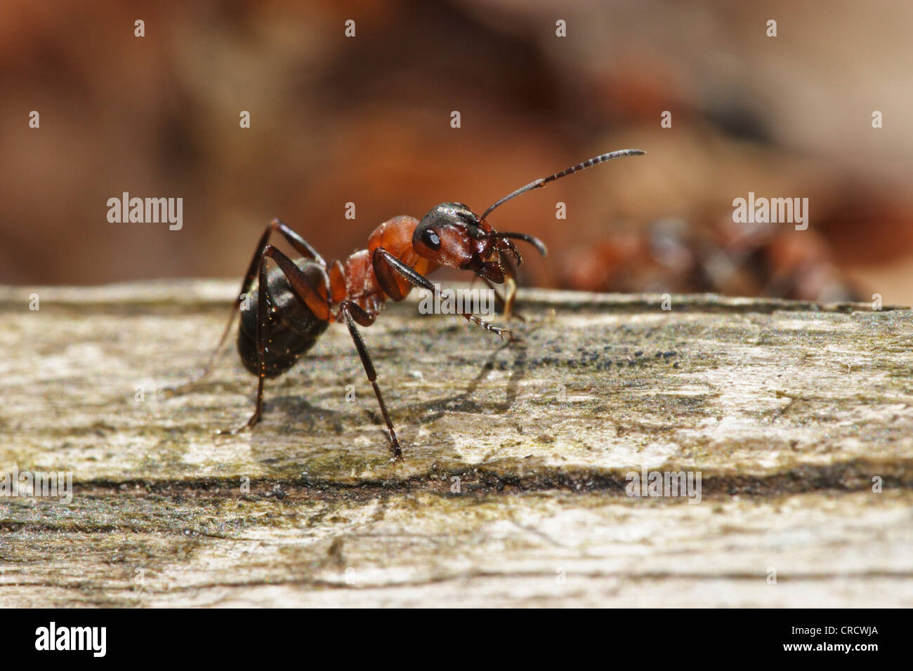 Waldameise (Formica Rufa), auf Totholz, Deutschland, Baden-Württemberg Stockfoto