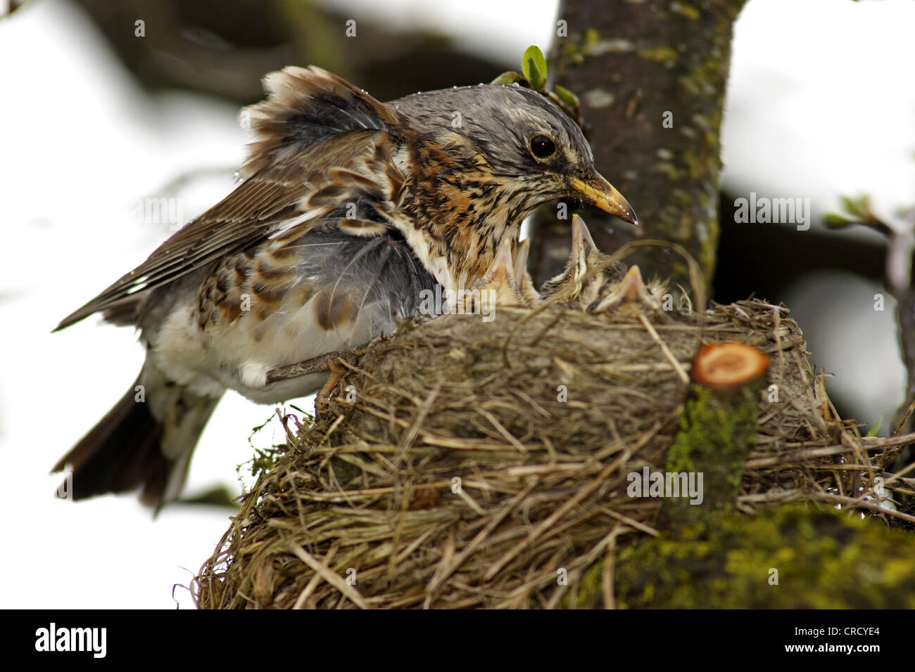 Wacholderdrossel (Turdus Pilaris) mit Küken im Nest, Deutschland, Baden-Württemberg Stockfoto