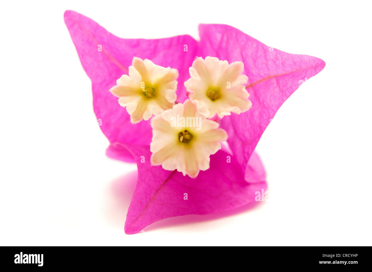 Bougainvillea Blumen auf weißem Hintergrund Stockfoto