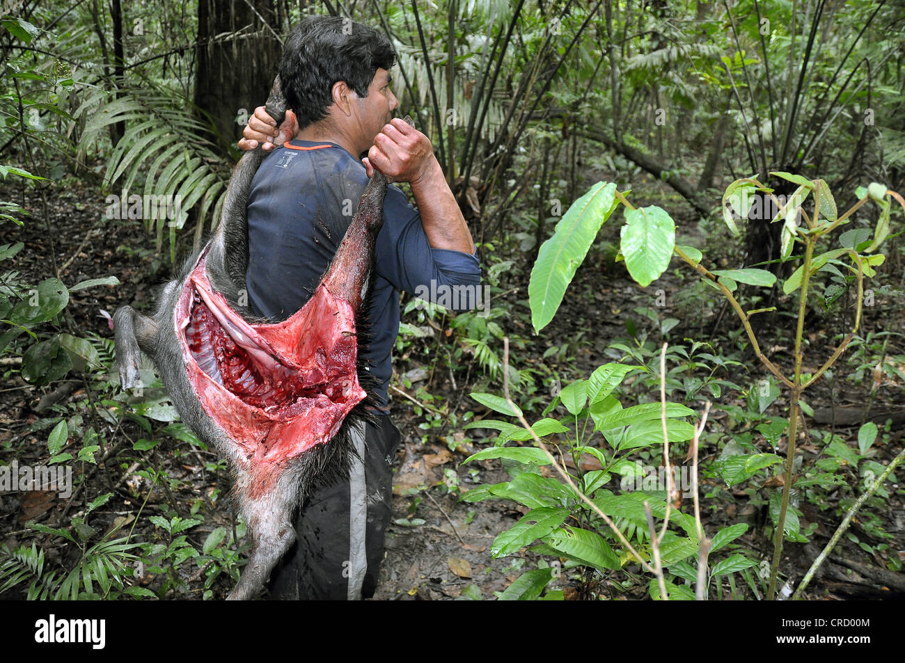 Indische Durchführung töten, Amazonien, Brasilien, Südamerika Stockfoto