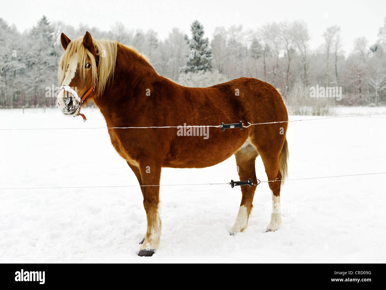 Pferd auf Weide, Mühlenbeck, Mecklenburg-Western Pomerania, Deutschland, Europa Stockfoto