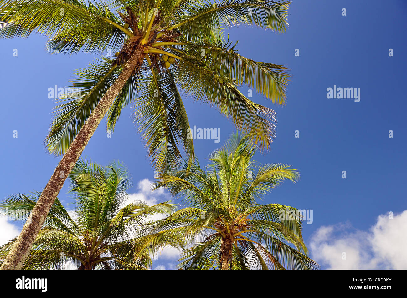 Palmen am Strand von Vila do Abraão, Santorini, der Hauptstadt der Ihla grande Urlaub Paradies in der Nähe von Rio de Janeiro, Brasilien Stockfoto