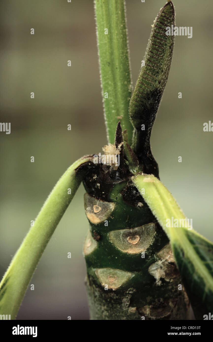 Schwarze Spitze Pilz auf Plumeria Obtusa Pflanze Stockfotografie - Alamy