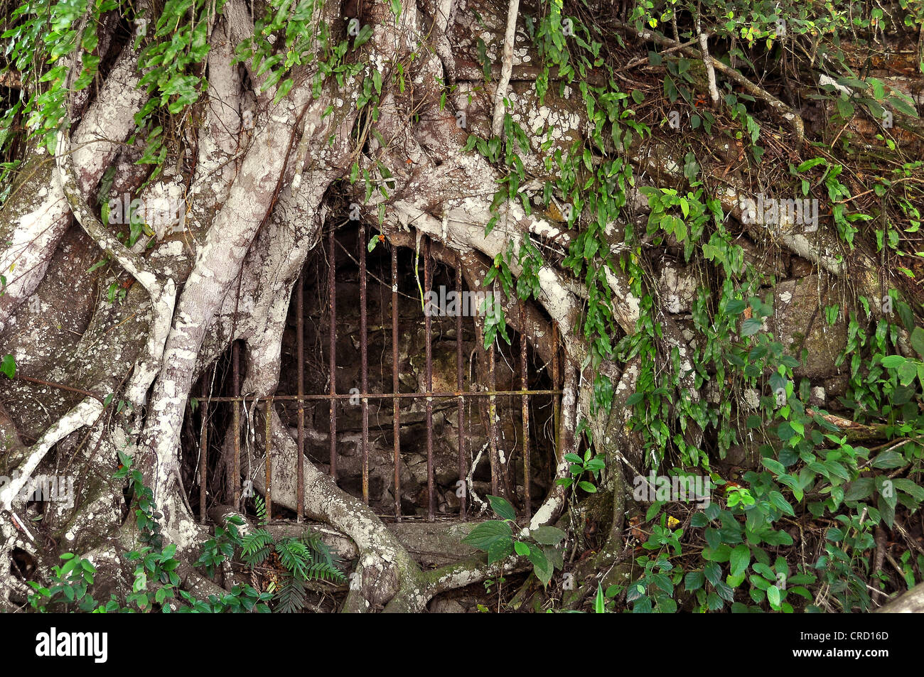 Überwucherte Gefängniszelle im Dschungel, Regenwald auf Ilha Grande, Brasilien, Südamerika Stockfoto
