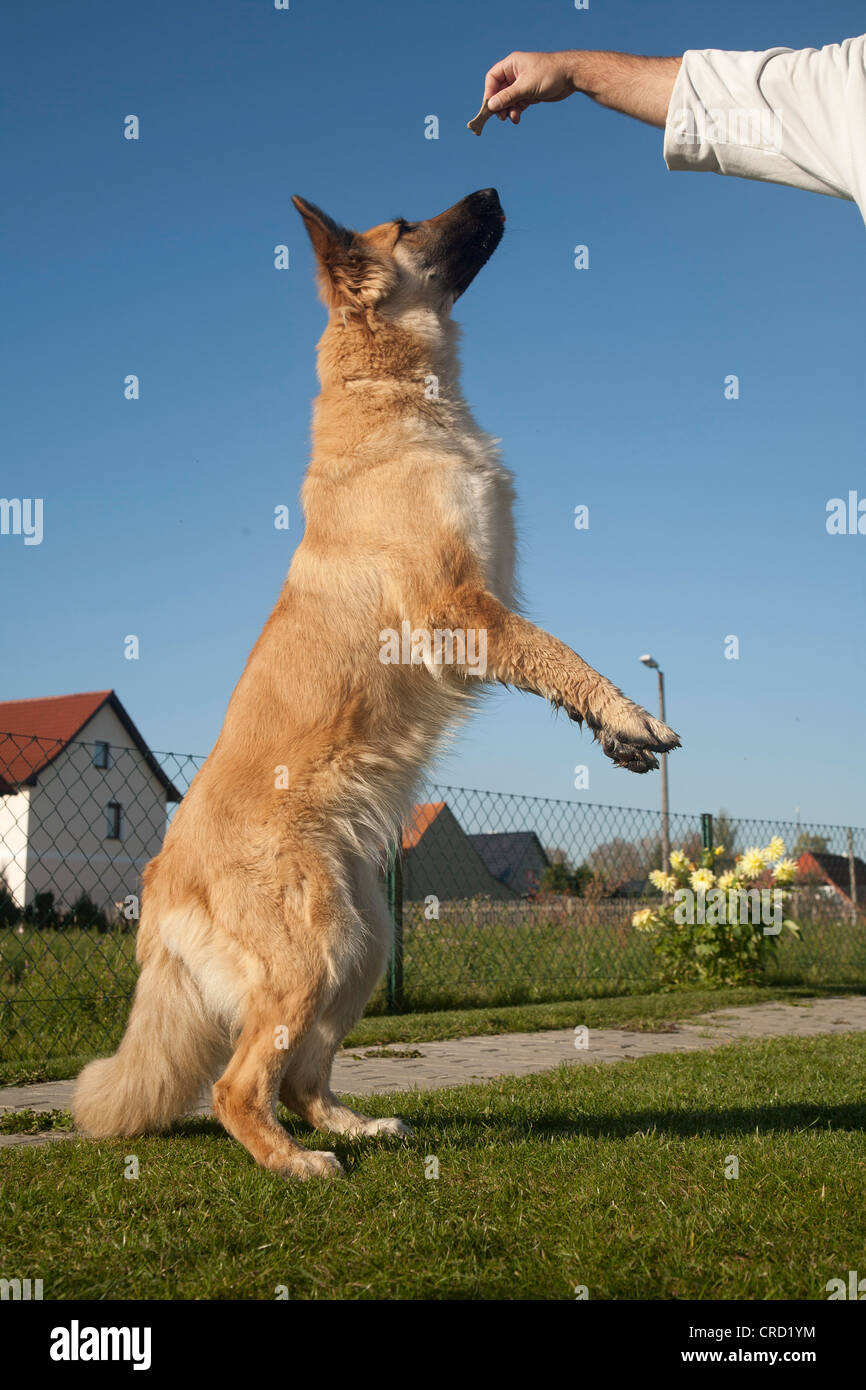 Hund Steht Auf Den Hinterbeinen Stockfotos und bilder Kaufen Alamy