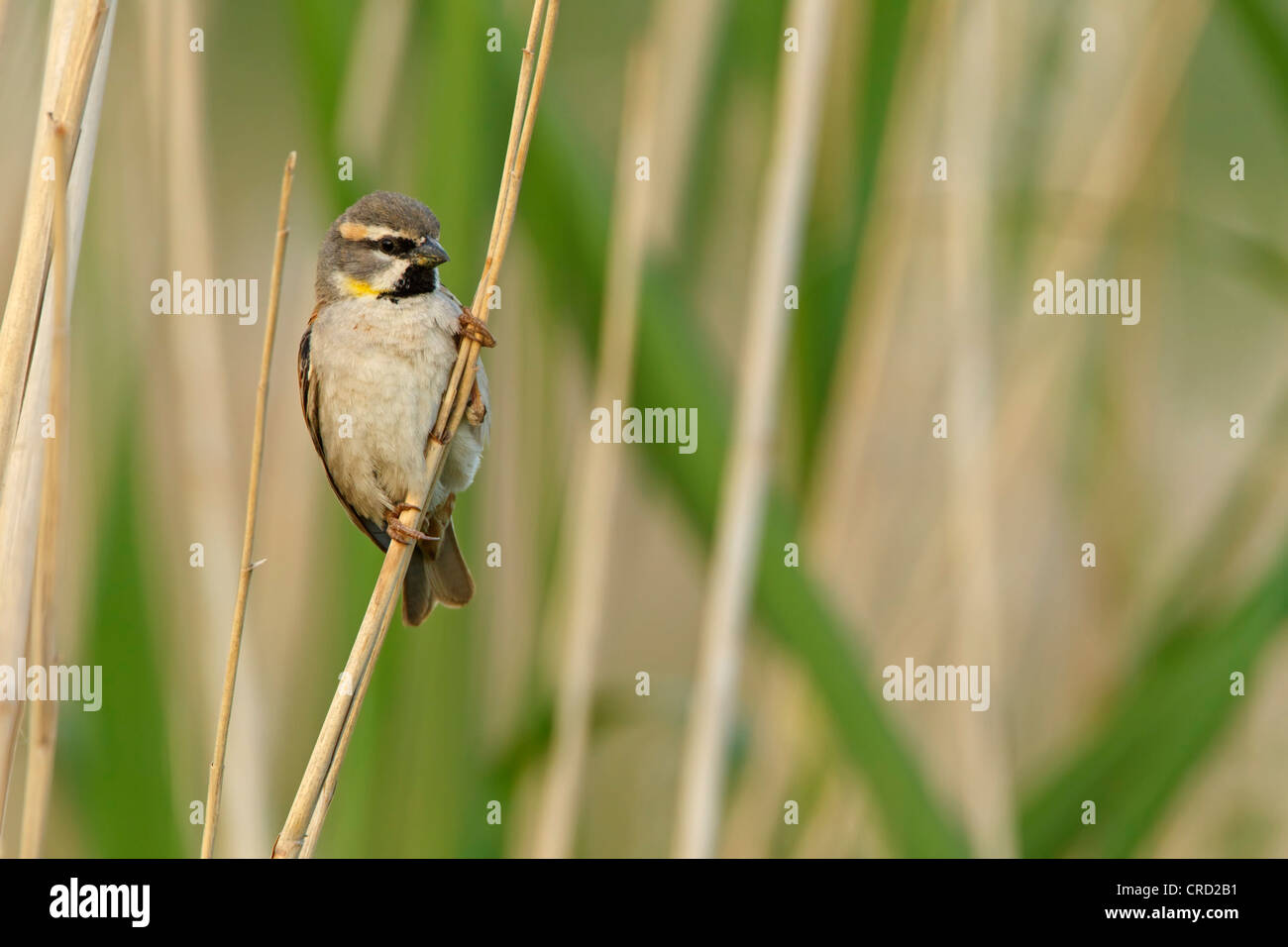 Dead Sea Sparrow (Passer Moabiticus) auf Grashalm Stockfoto