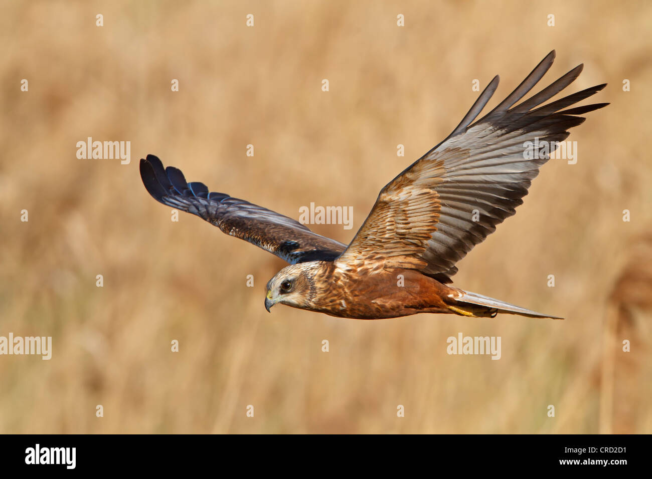 Westlichen Rohrweihe (Circus Aeruginosus) fliegen Stockfoto