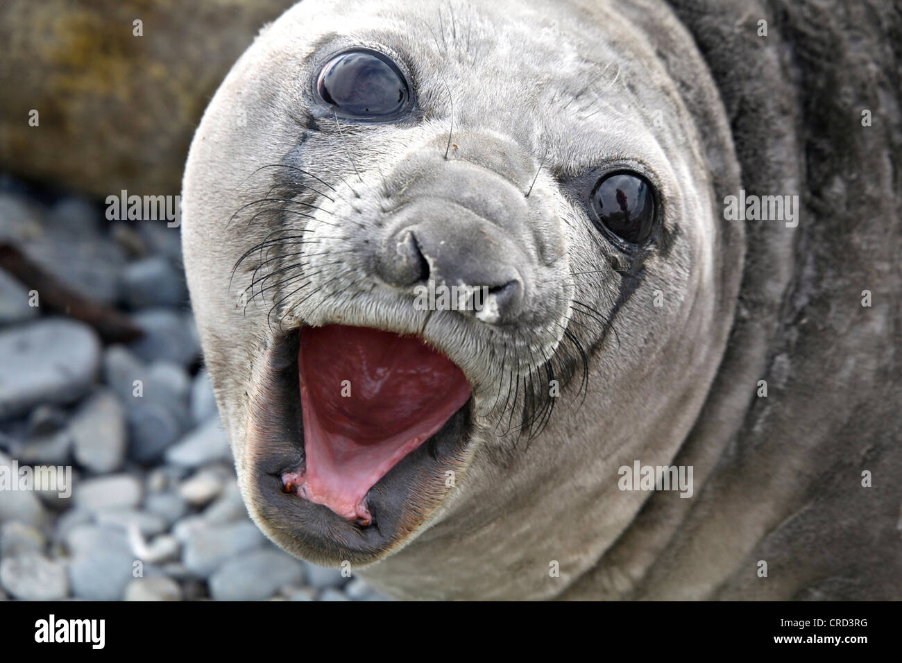 Seebär, Porträt, Süd-Georgien Stockfoto