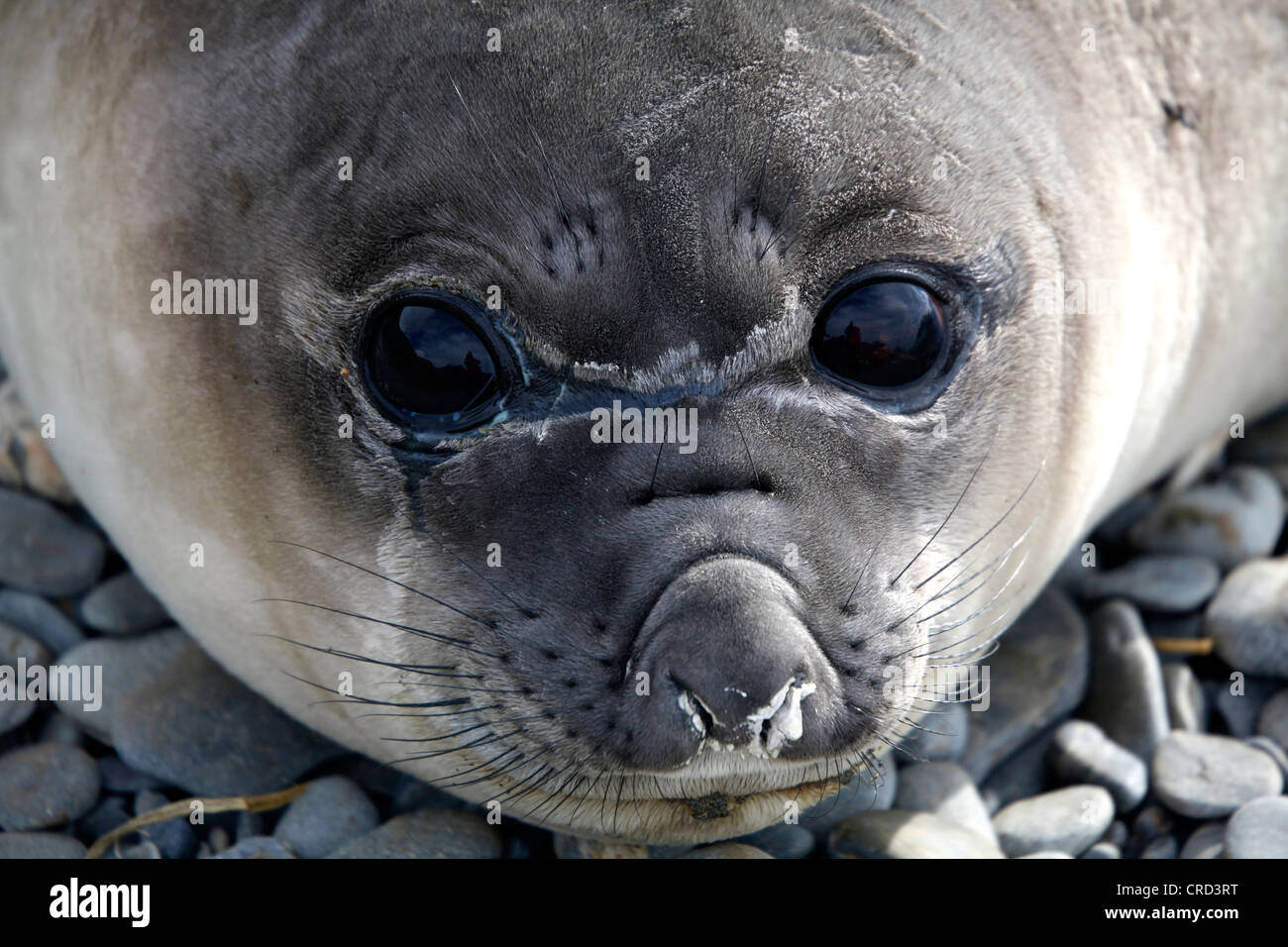 Seebär, Porträt, Süd-Georgien Stockfoto