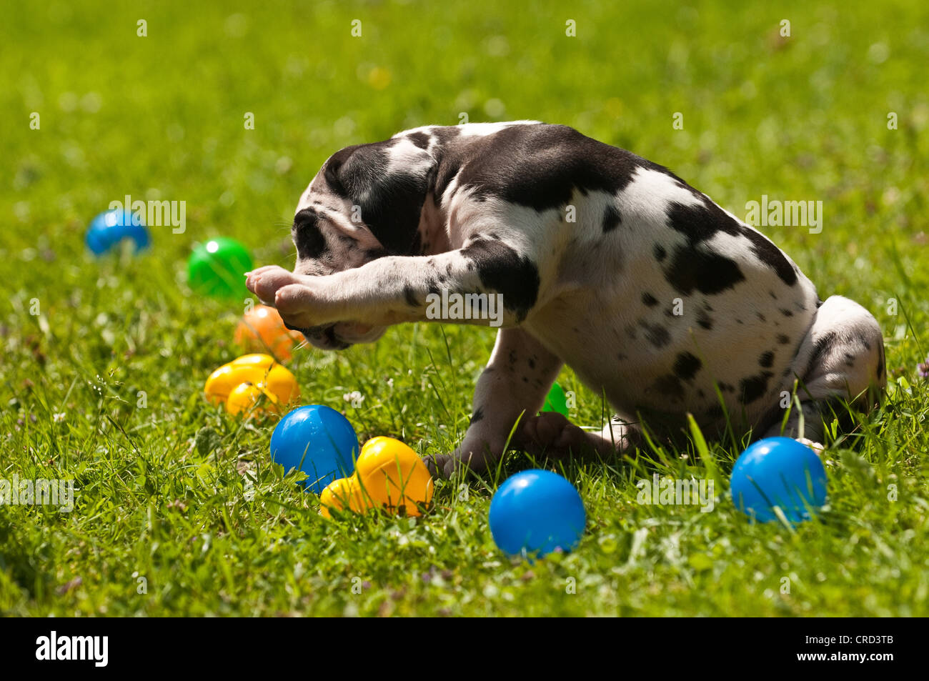 Deutsche Dogge Welpe Stockfoto