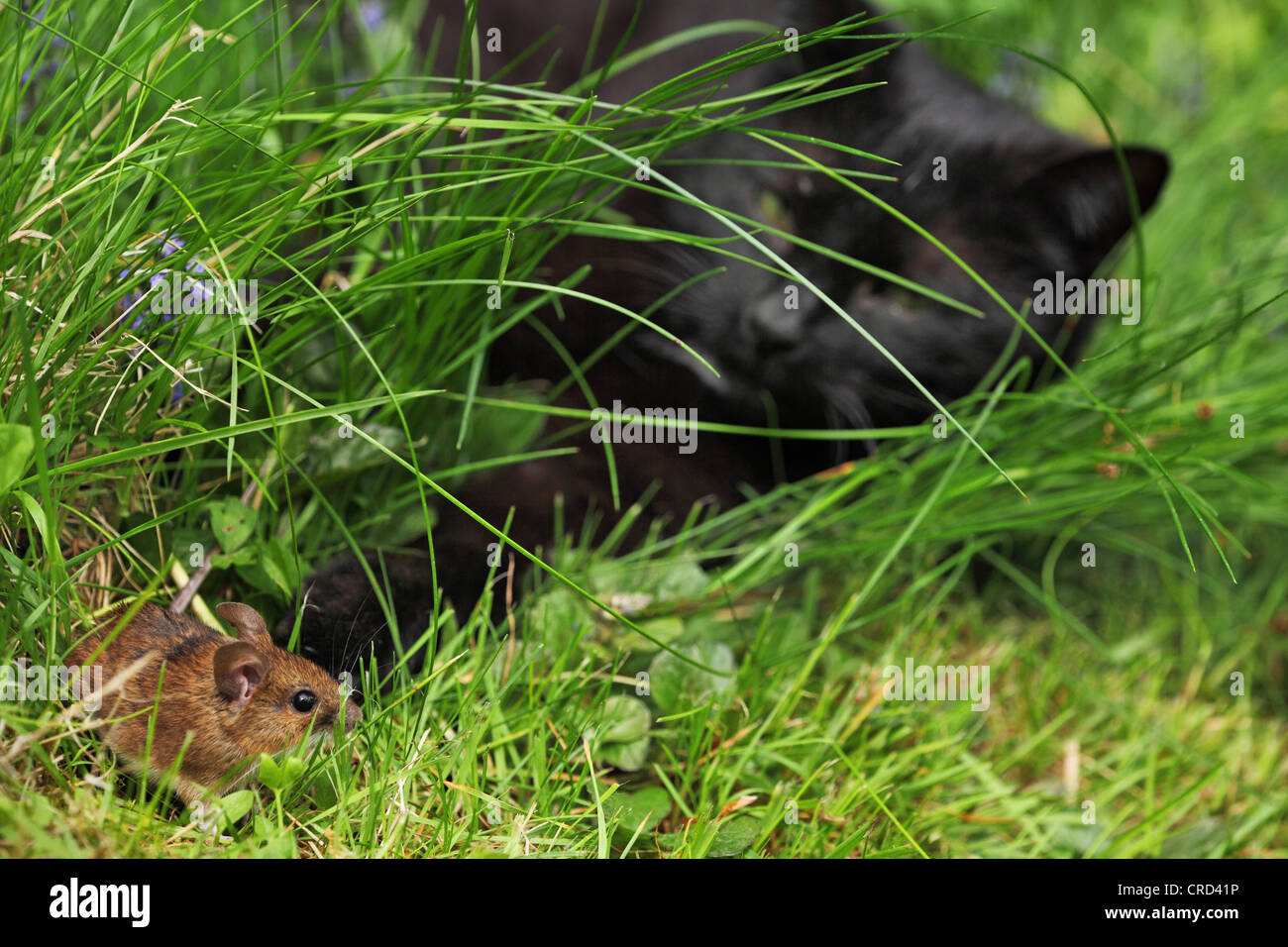 Katz und Maus im Rasen Stockfoto