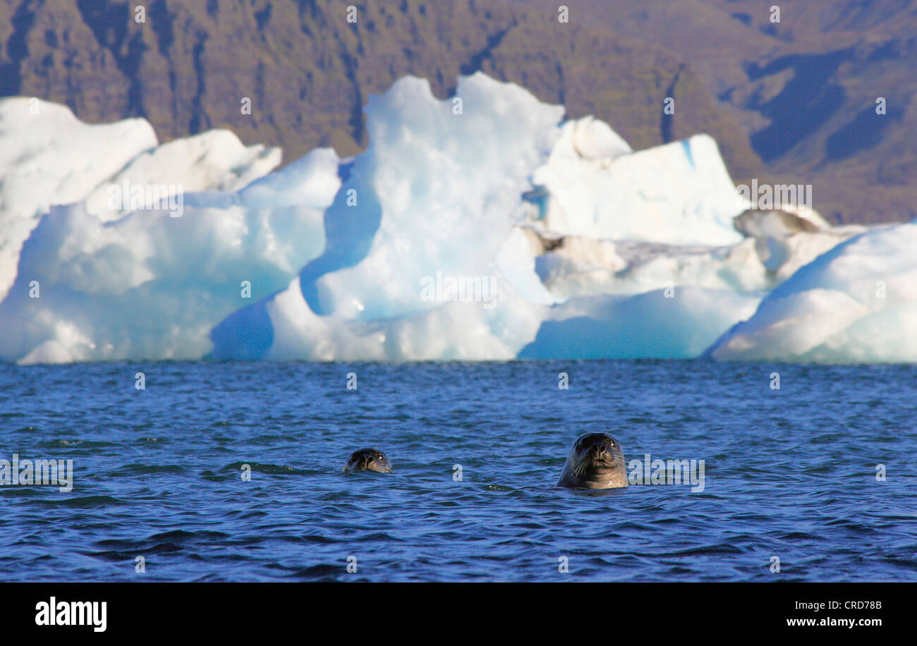 Dichtungen im Gletscher See Joekulsarlon vor Vatnajoekull Island, Europa Stockfoto