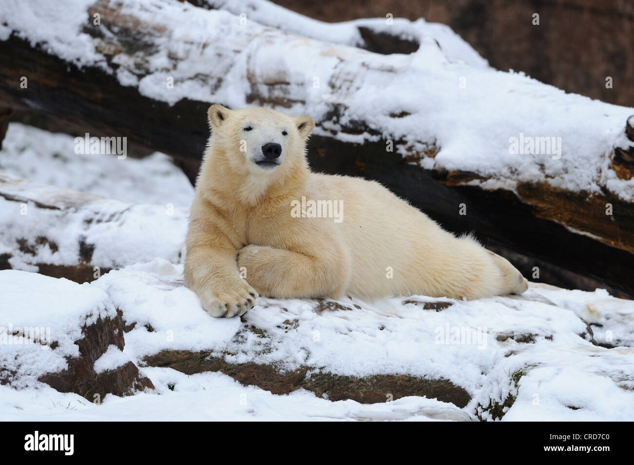 Eisbär (Ursus Maritimus) liegen im Schnee Stockfoto
