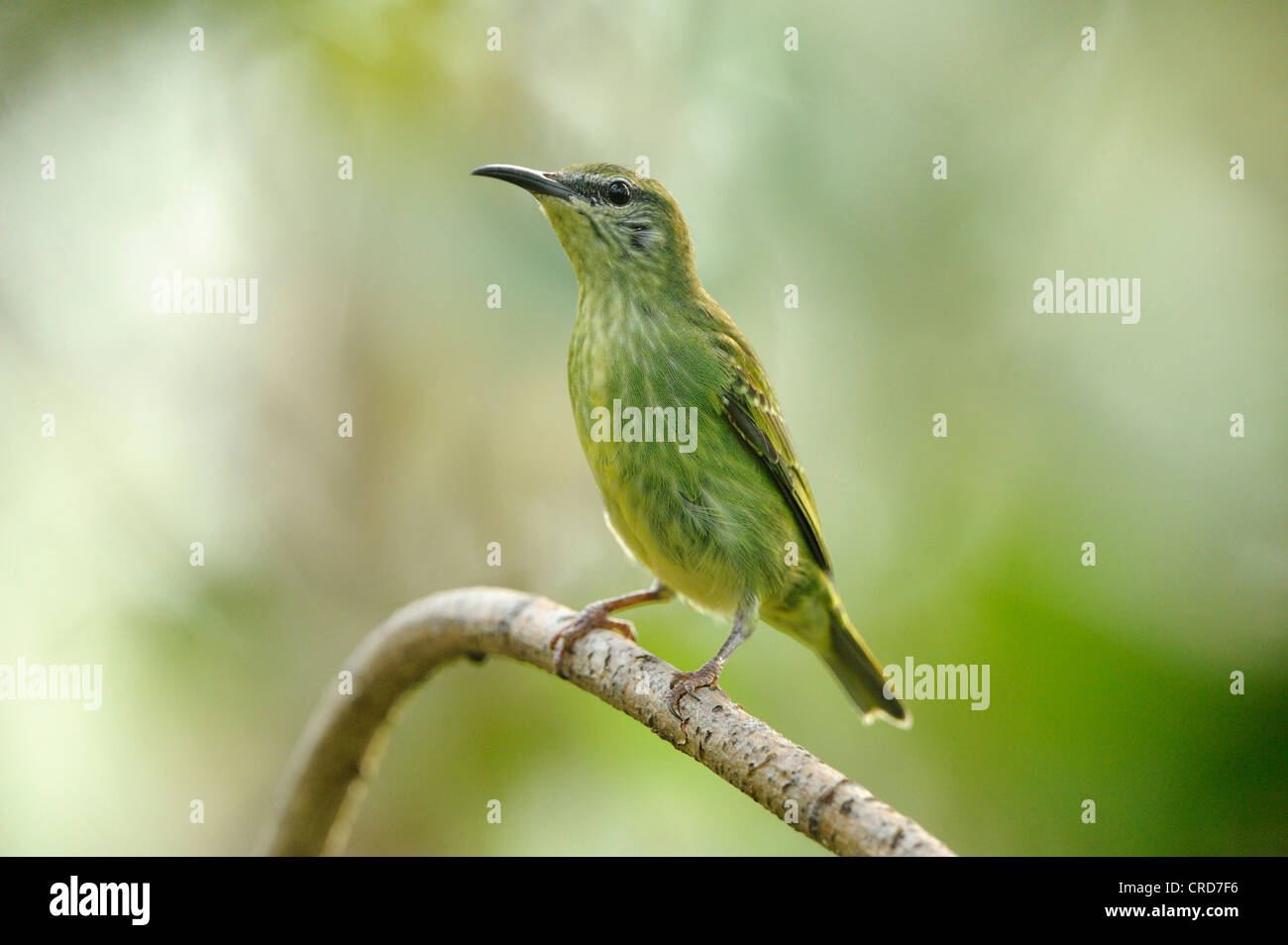 Weibliche rotbeinige Kleidervogel (Cyanerpes Cyaneus) hocken auf Ast Stockfoto